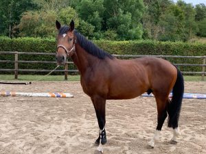 Tayler Modèle Tayler Modèle