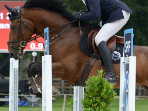 Focus Tayler Made Focus Tayler Made