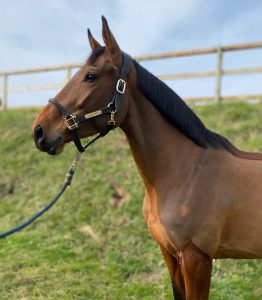 Katch Me de Néroli Katch Me de Néroli Portrait