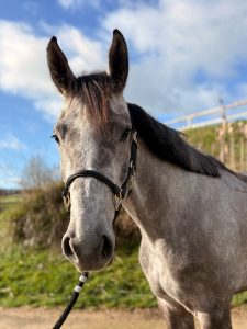 Millie Moon Portrait