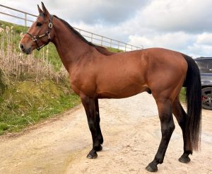 Mayfair de Neroli Modèle