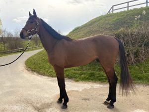 M de Néroli Modèle