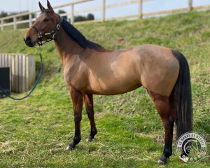 Katch Me Katch Me Modèle