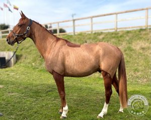 Like Me Modèle Like Me Modèle