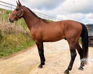 Mayfair de Neroli Modèle Mayfair de Neroli