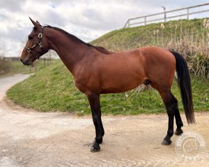 Mayfair de Neroli Modèle Mayfair de Neroli