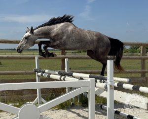 Millie Moon Liberté