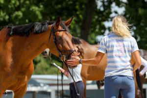 Elfy du Pic Dinard Vet Check Elfy du Pic Dinard Vet Check